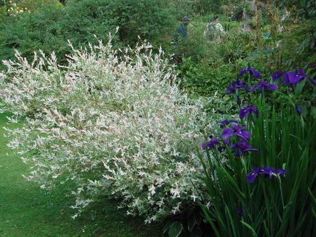 Salix integra 'Hakuro Nishiki' P18 P19 (2)